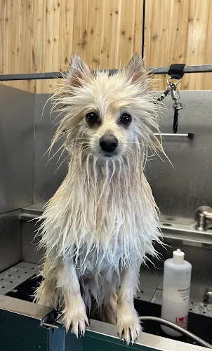 Stinkin' Cute Grooming - Image 1