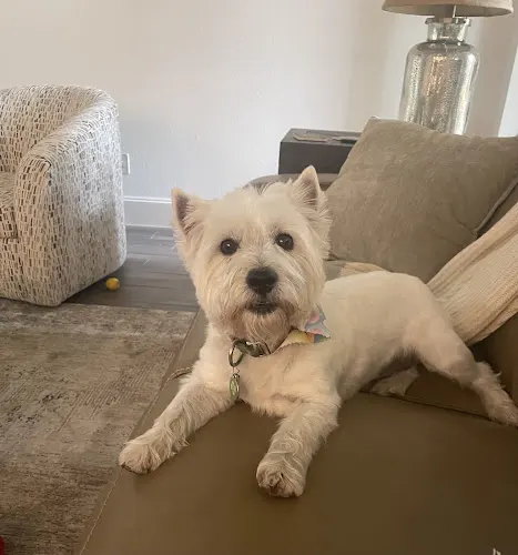Woof Gang Bakery & Grooming Woodforest - Image 1