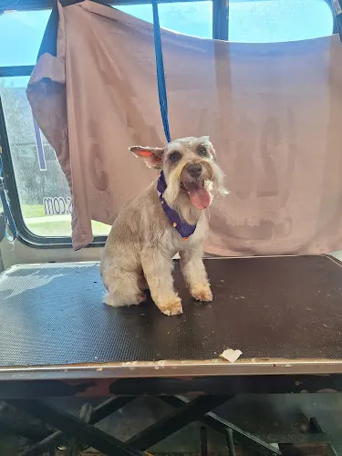 Pink Poochies,LLC : Mobile dog groomer Missouri City & Pearland TX - Image 1