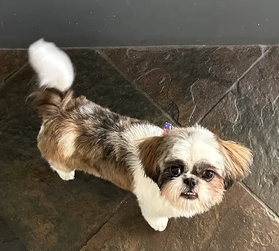 Shampoodles Mobile Dog Salon - Image 1