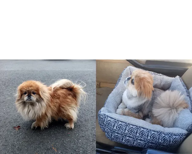 Groomingdales Pet Salon - Image 1