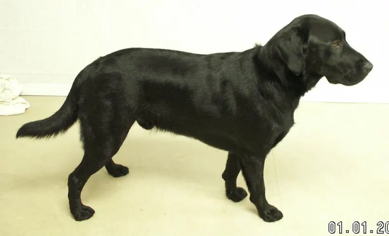 Big Pawz Pet Salon - Image 1