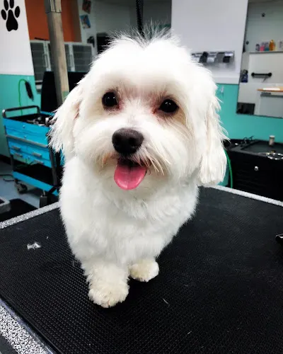 Super Paws Grooming - Image 1
