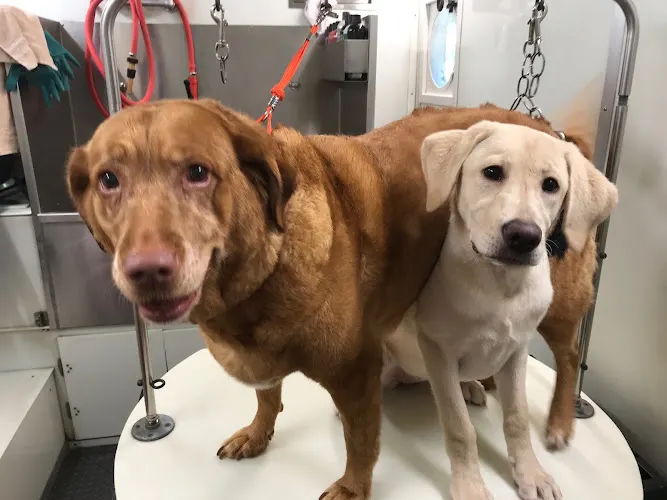 Happy Dogs Mobile Pet Salon - Image 1