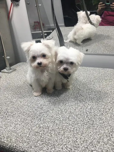 Jessi's Mobile Pet Salon - Image 1