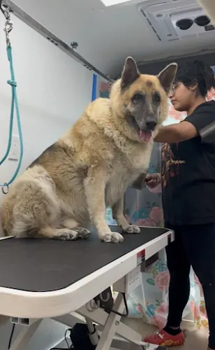 Bark and Bork Mobile Pet Spa - Image 1