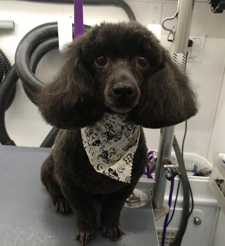Classy Canines Mobile Dog Grooming - Image 1