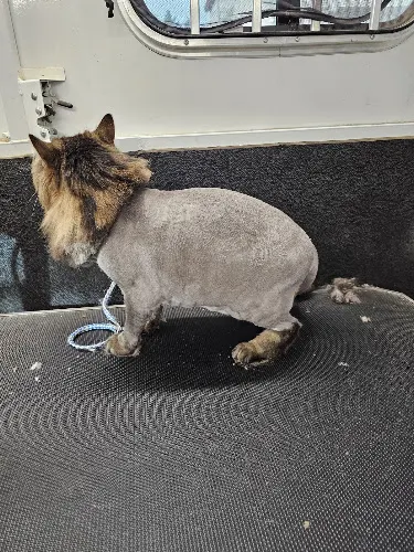 All breed mobile pet grooming Las Vegas Nevada - Image 1