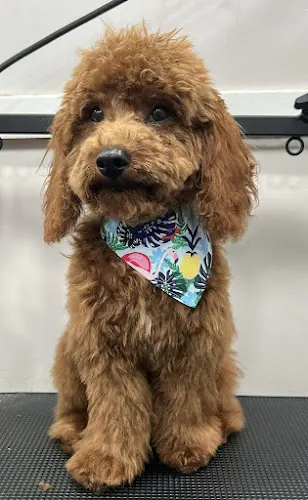 Mayami Pets Grooming - Mobile Pet Grooming Miami in Miami, FL