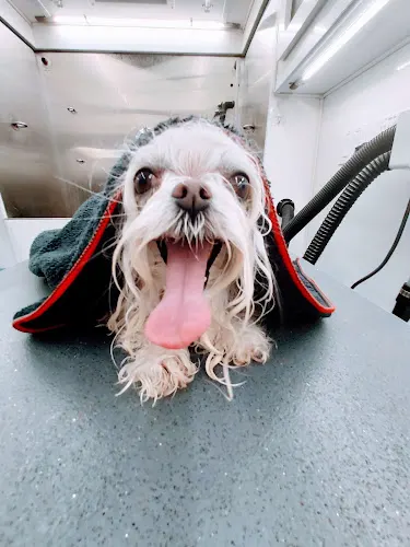 Pooches & Pinups Mobile Pet Grooming - Image 1