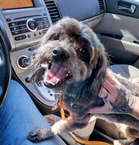 Love Your Pets Grooming - Image 1