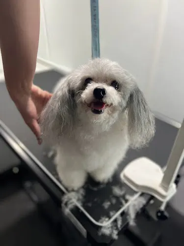 East San Fernando Mobile Pet Grooming - Image 1