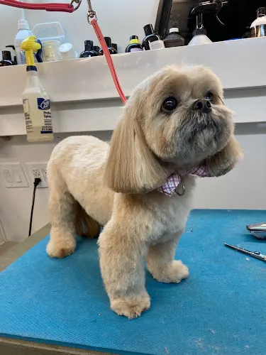 Golden Paw Mobile Spa - Image 1