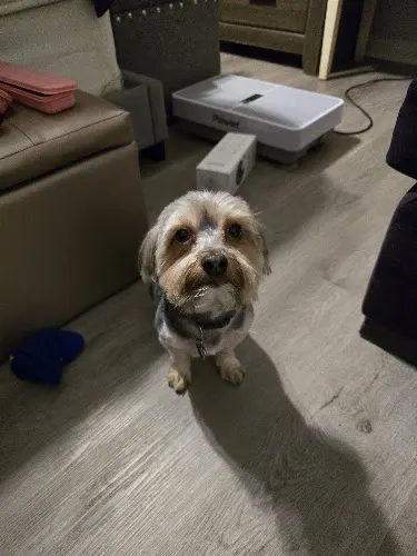 Rover Makeover Grooming - Image 1