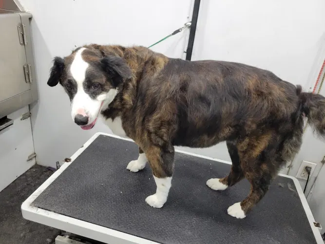 Honey Paws Mobile Pet Grooming - Image 1