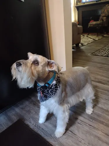 Bark Avenue Pet Spa - Image 1