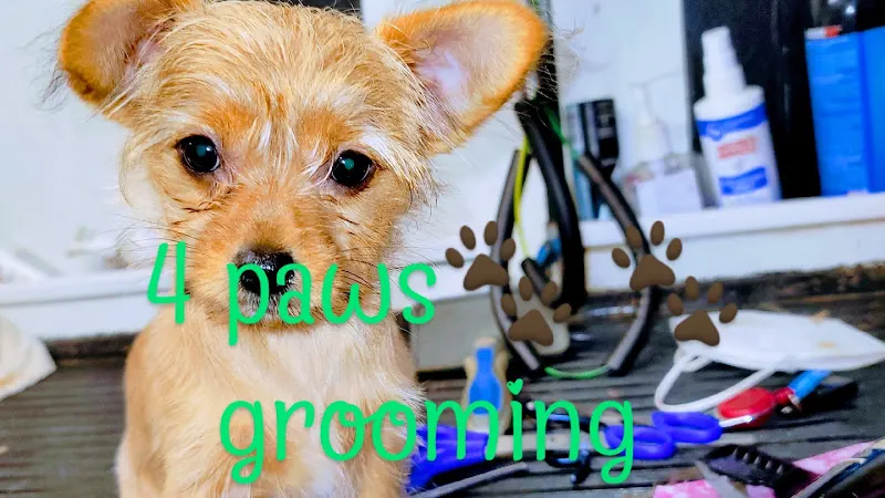 Four Paws Mobile Dog Grooming - Image 1
