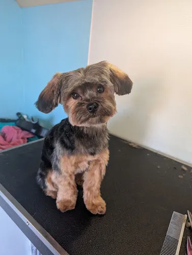 Fluffy Mutt Mobile Grooming - Image 1