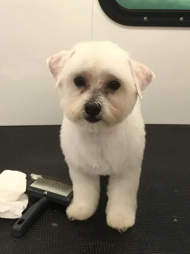 Sudz N Studz Mobile Pet Grooming - Image 1