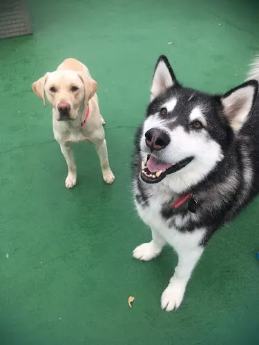 Dakotah's Doggy Daycare, Hotel, Salon, and Training - Image 1