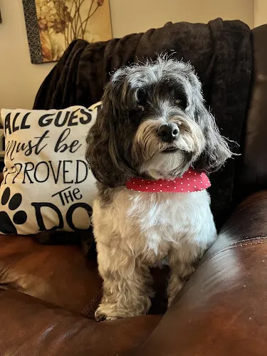 Ungerdogs Grooming - Image 1