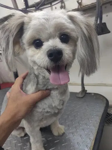 Wonder Mobile Grooming in La Habra, CA