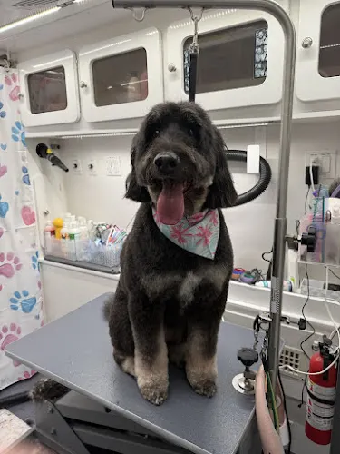 DapperTails Mobile Pet Grooming of the Meadowlands - Image 1