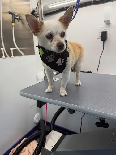 Paws and Bubbles Mobile Pet Spa - Image 1