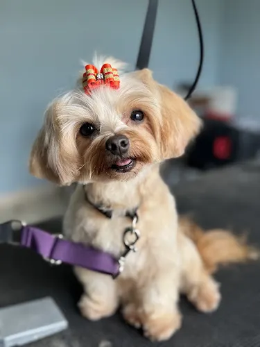 CJ’s Pet Pawlor - Image 1