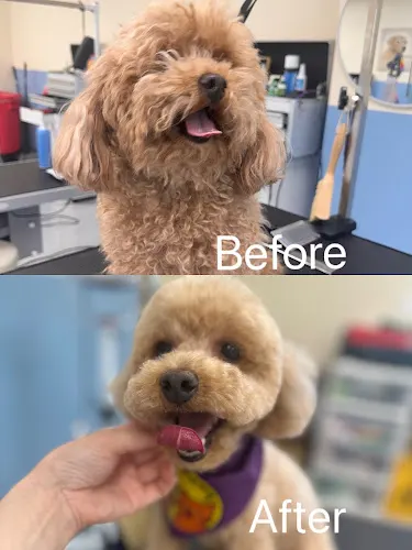 SmiloPaws Pet Grooming - Image 1