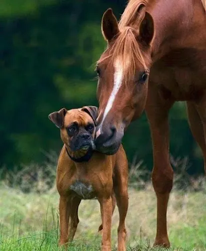Pet and Pasture - Image 1