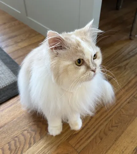 One White Whisker - Image 1