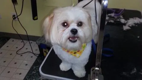 Furever Friends Mobile Pet Grooming - Image 1