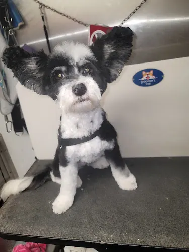 Darla's Little Rascals Mobile Grooming, LLC - Image 1