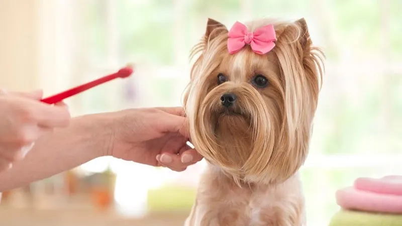 Yuppy Puppy Pet Spa in O'Fallon, MO