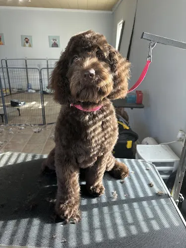 Clip'N Dip Dog Grooming - Image 1