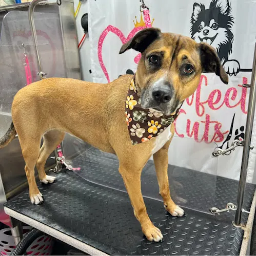 Pawfect Cuts Mobile Dog Spa - Image 1