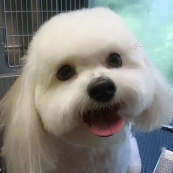 Kiss The Dog Mobile Grooming Salon - Image 1