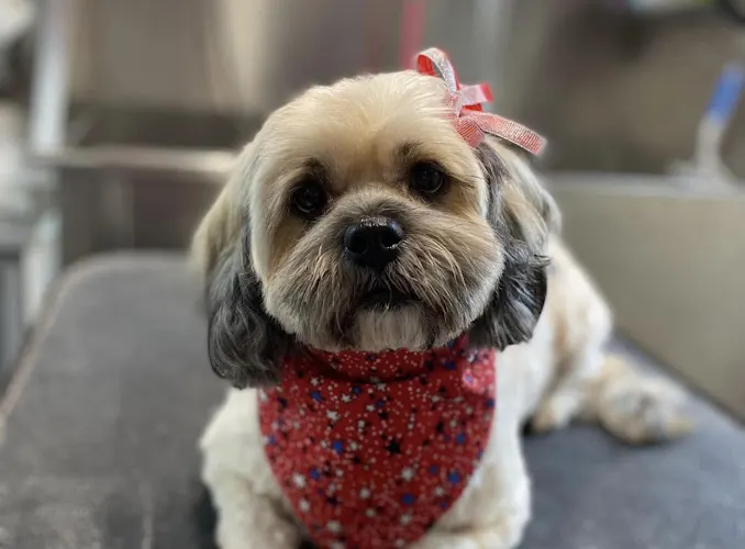 Luscious Locks Mobile Dog Spa - Image 1