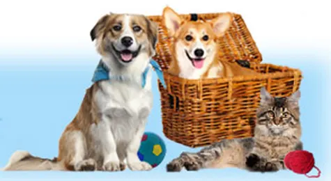 Bokhara Pet Resort (Elk Rapids - Williamsburg) - Image 1