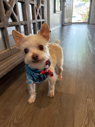 FurReal Groomers - Image 1