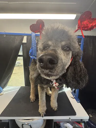 Big Blues Mobile Dog Grooming LLC - Image 1