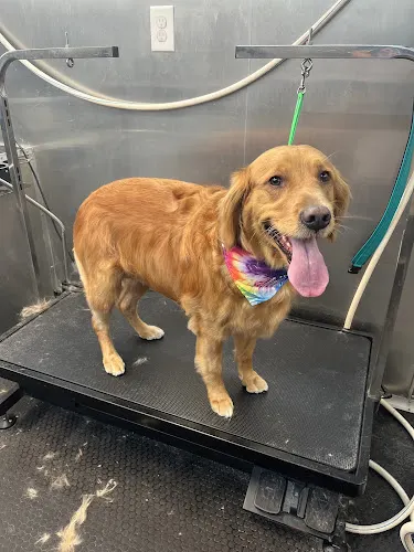 The Dog Garage Mobile Pet Salon - Image 1