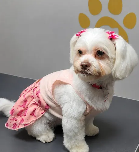 Ziggy Mobile Pet Grooming & Bath - Image 1