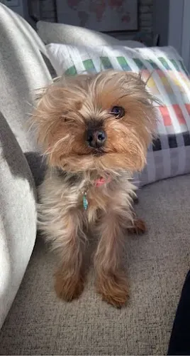 PetSmart Grooming in American Fork, UT