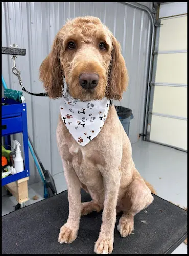 Ry's Dog Grooming - Image 1