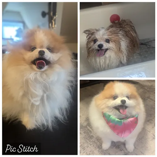 Canine Divine House Call Dog Grooming - Image 1