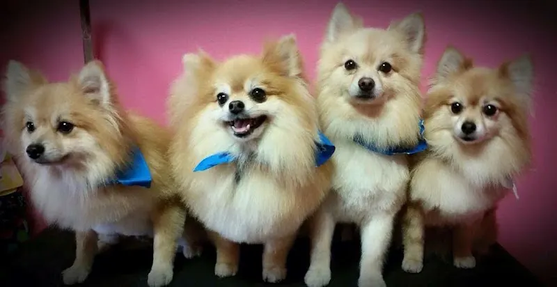 Panola Poodles - Image 1