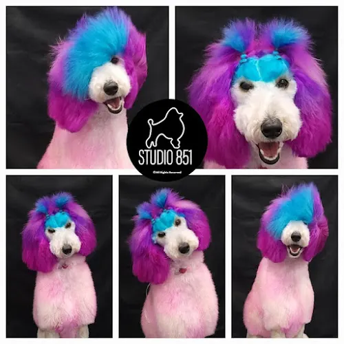 Studio 851 Pet Spa & Grooming L.L.C. - Image 1