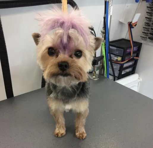 Doggy Do Mobile Pet Salon - Image 1